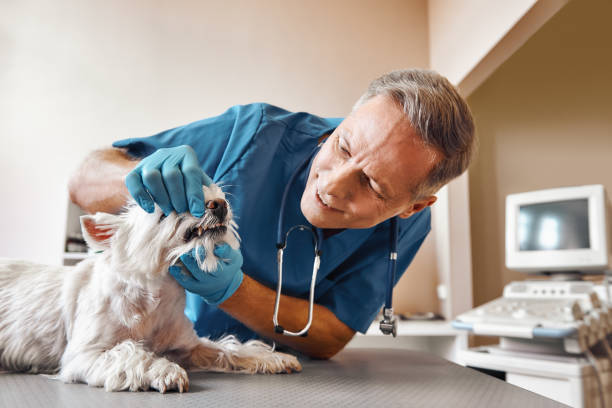  Williamstown, WV Emergency Dentist Pros